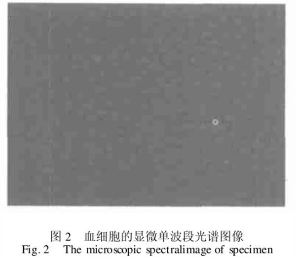 圖2血細(xì)胞的顯微單波段光譜圖像