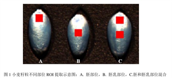 圖1小麥籽粒不同部位ROI提取示意圖：A.胚部位，B.胚乳部位，C.胚和胚乳部位混合