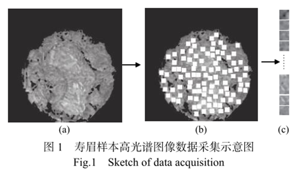 高光譜相機(jī)成像技術(shù)在白茶儲藏年份判別中的應(yīng)用1